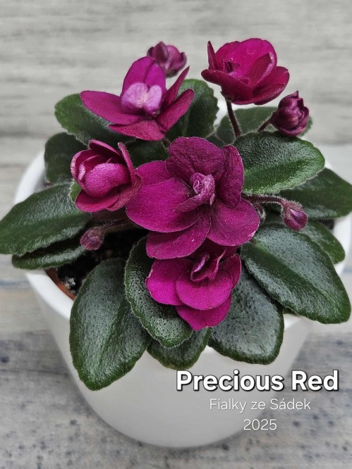 Precious Red